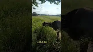 Релакс с козой      Коза36.врн