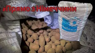 ❌Картопля на вагу ЗОЛОТА❌‼️