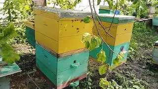 Bribes from LIPA will be Beekeeping