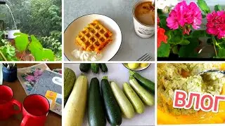 ВЛОГ🌼Дела житейские! Покупки из ФП, Рецепт из кабачков😍 Старый Новый СТОЛ🌼 Мой урожай🌞