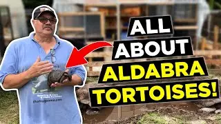 How Fast do Tortoises Grow - Comparing Aldabra Tortoise from Young to Old