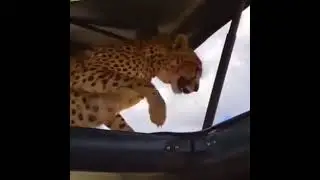 нашёл тенёчек