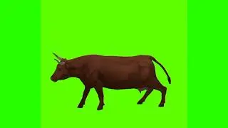 Buffalo running in different angles free green screen video