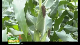 A Fertilizer that boosts your maize yield to 30 bags per acre - Part 1