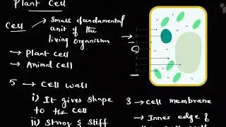 plant cell grade 6