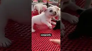 ¡Este perrito NO estaba para juegos! 😳🐾