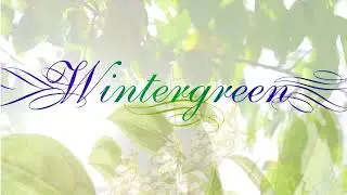 2024 All Time Favourite Essential Oils | 8 | Series 1 | HD