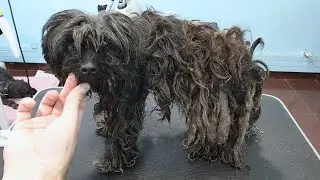 People chased her away and laughed! The dog desperately asked for help, but people didn’t care!