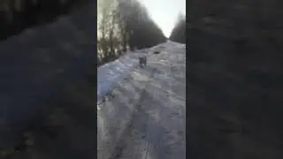 "Чистые" собачьи дети)) Санжар, Гильза, Ронни