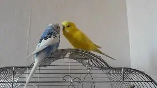 Попугай ухаживает за самочкой