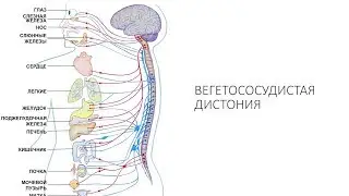 Вегето-сосудистая дистония (ВСД): признаки, симптомы, лечение