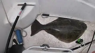 Monster 45 inch Halibut -  Oceanside CA.