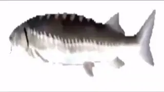 Лосось крутится 10 часов под музыку тун тун тун тун тун тун