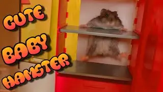 Hamster in the Fridge. Cute Baby Hamster in house barbie Played Keen and Little Pony.