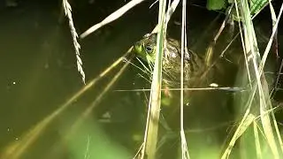 Frog on a Log
