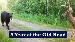 This Old Road Gets More Animal Traffic Than You'd Believe