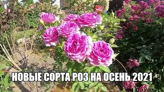 Новые сорта роз на осень 2021