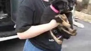 Tribute to Animal Shelter workers & volunteers