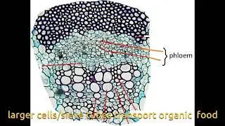Dicot stem TS Microscopic view