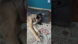 Push that Cat Off Your Bed 