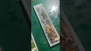 Cómo seco mis plantas par crear marca libros de resina🔖🌿