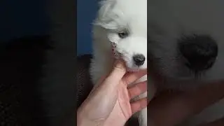 Щенок с разными глазами👀 inst: samoed_spb