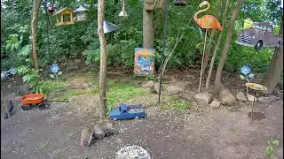 EarthCam Live:  Critter Cam (Webster, NY)