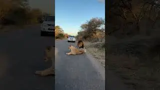 Beautiful lion's couple 