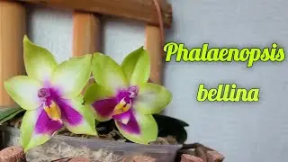 Phalaenopsis bellina несколько вариаций.