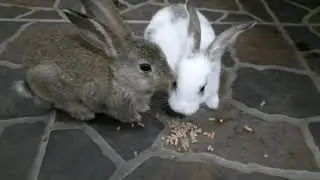 Rabbit eating pelet