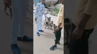 જય હનુમાન દાદા 🙏