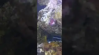 Морские обитатели. Подводный мир.