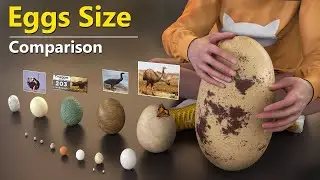 Eggs Size Comparison 3D | Biggest Eggs