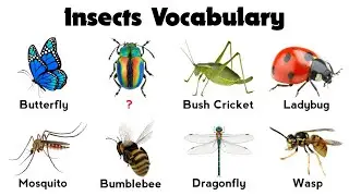English Vocabulary | Insects Vocabulary | Learn Common Insects Names in English