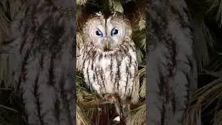 Отец на посту, охраняет своё совиное гнёздышко 😍 