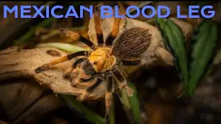 Mexican Blood Leg Tarantula Care Guide | Aphonopelma bicoloratum