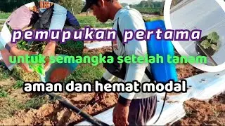 panduan lengkap pemupukan semangka sistem manual kocor.. nutrisi semangka setelah tanam