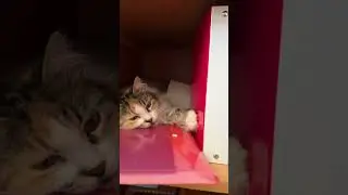 жду вас в своём тгк mila_charm