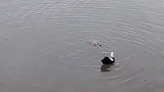 The Eagle Dies While Hunting Octopus In The Ocean New