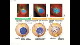 General Biology (College) - Chapter 12 - The Cell Cycle