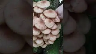 грибы ушли со мной #что