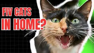 Can FIV Cats Live with Other Cats? 