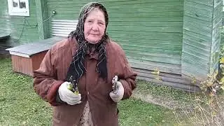 А у нас грандиозная стрижка кустов.