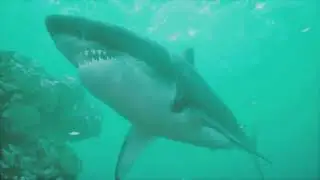 White Shark vs Seals -The Predator's Play  The Art of the Hunt