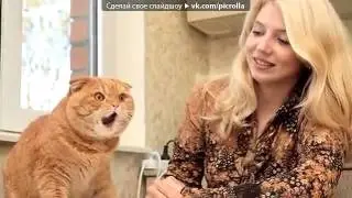 КОТЫ под музыку Звонки и приколы для телефона Скороговорка Picrolla