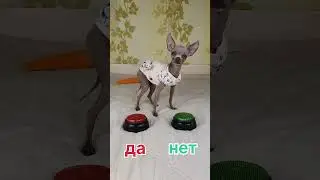 ответы на вопросики #рубина #собака #топ #питомцы #прикол #лето