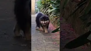 Thwarted again! 🙈 Trying to film my puppy, but...