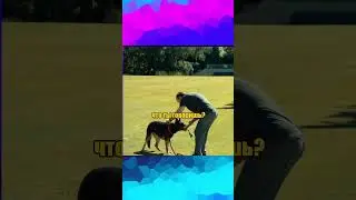 Типичное утро собачника #утрособачника #утро #собака