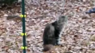 Cat gets SHOCKED by Electric Fence