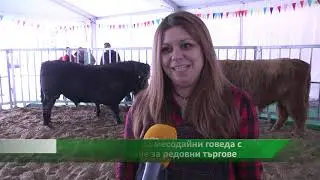 Агротема: Изложба на месодайни говеда с намерение за редовни търгове, автор: Мирела Спасова